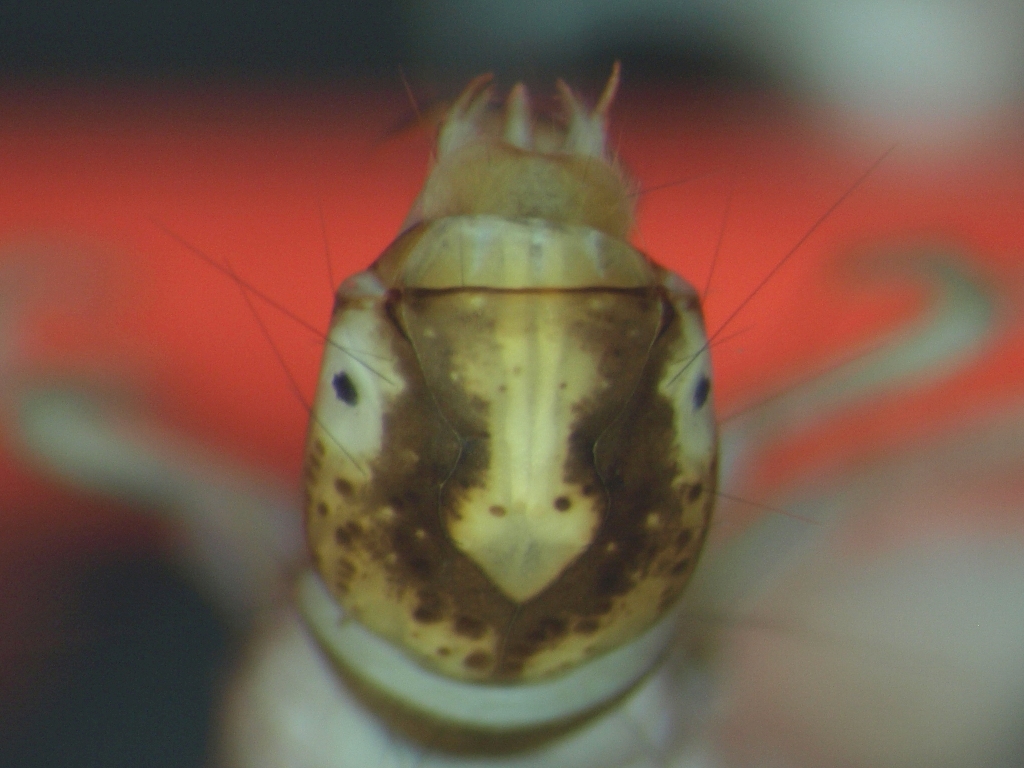 Holocentropus stagnalis